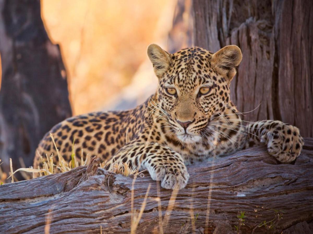 Imagine Africa Luxury Tented Camp Balule Game Reserve Eksteriør bilde