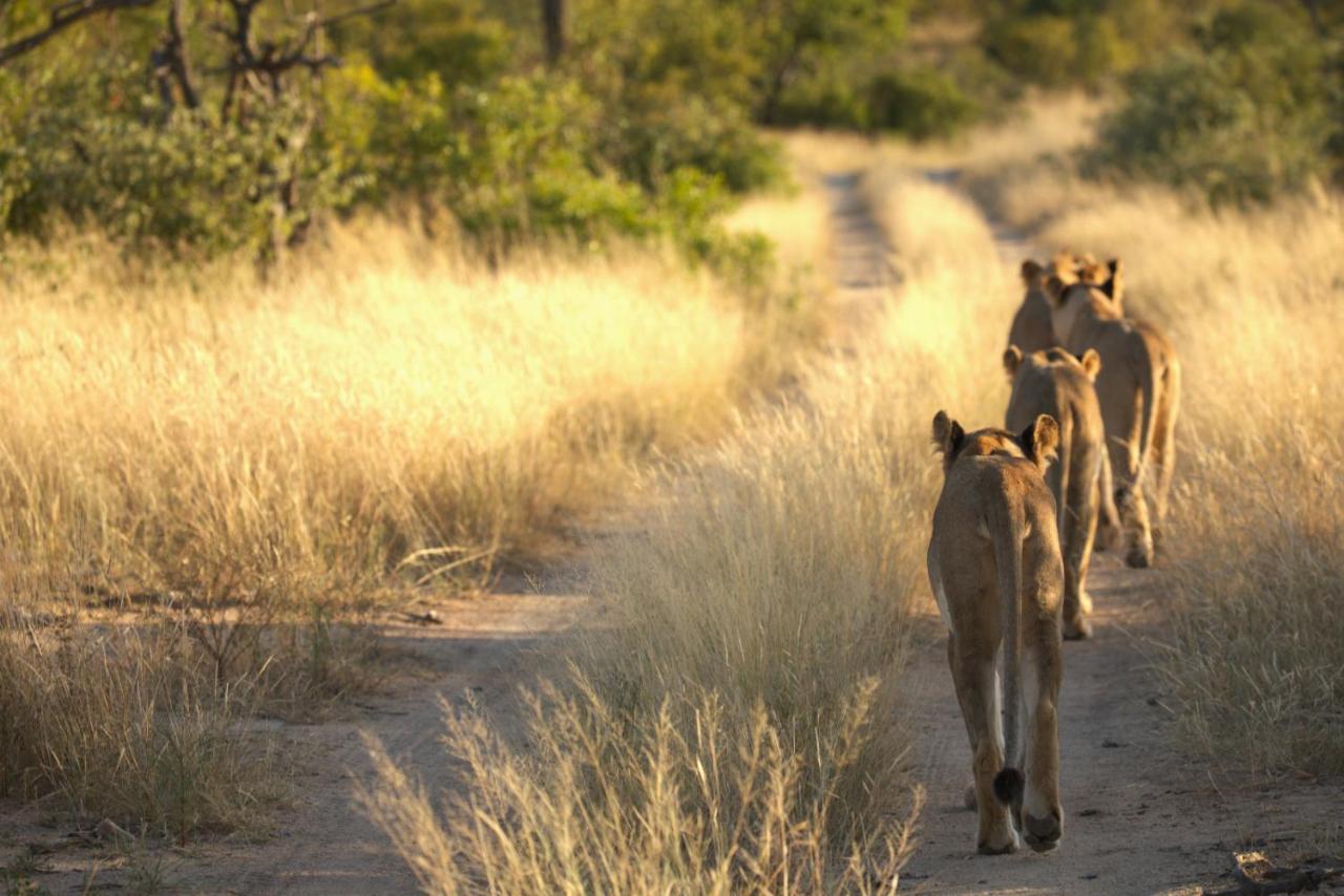 Imagine Africa Luxury Tented Camp Balule Game Reserve Eksteriør bilde