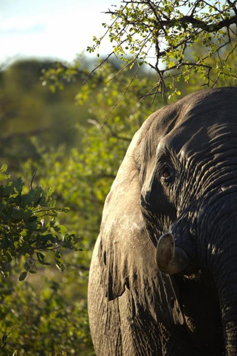 Imagine Africa Luxury Tented Camp Balule Game Reserve Eksteriør bilde