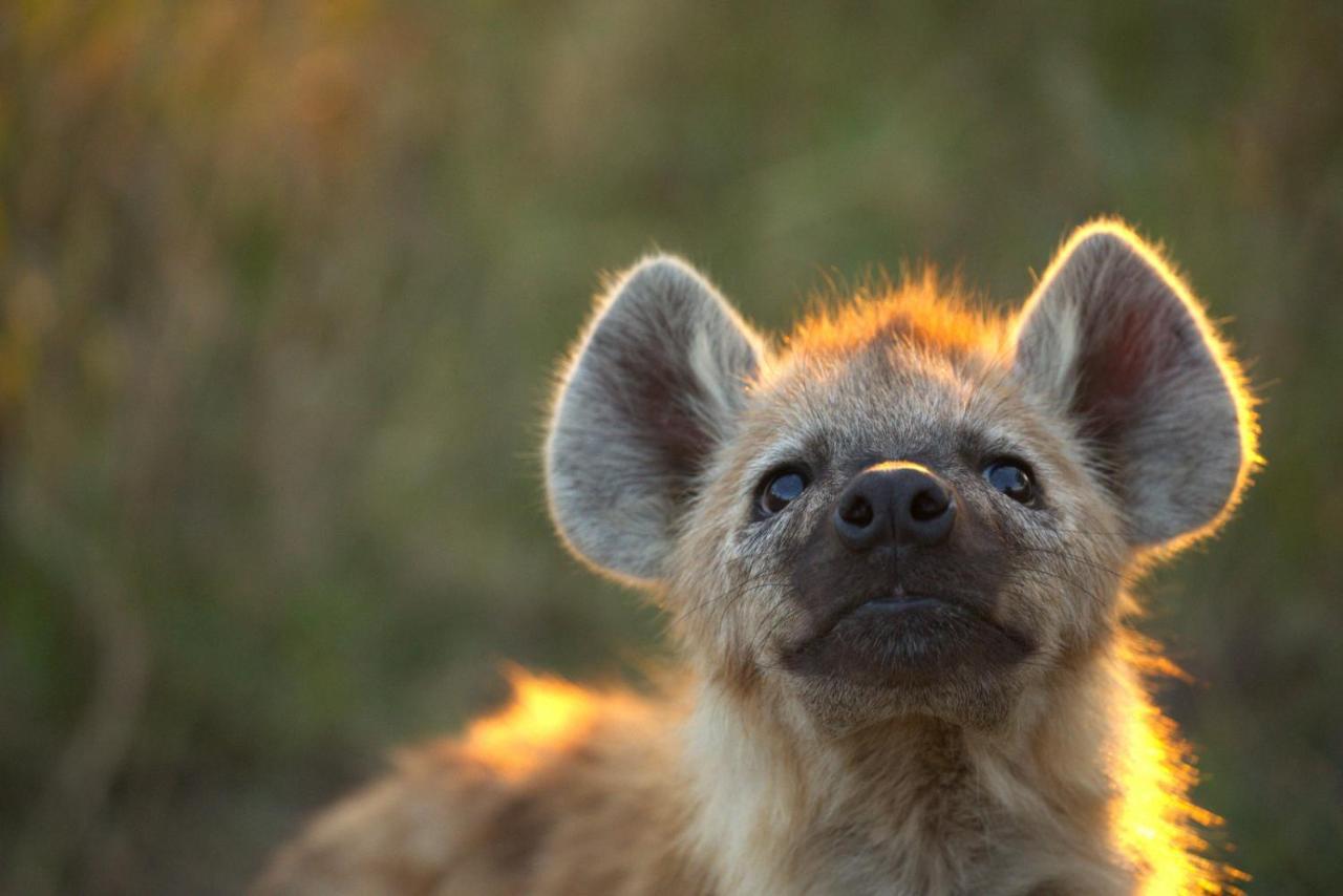 Imagine Africa Luxury Tented Camp Balule Game Reserve Eksteriør bilde