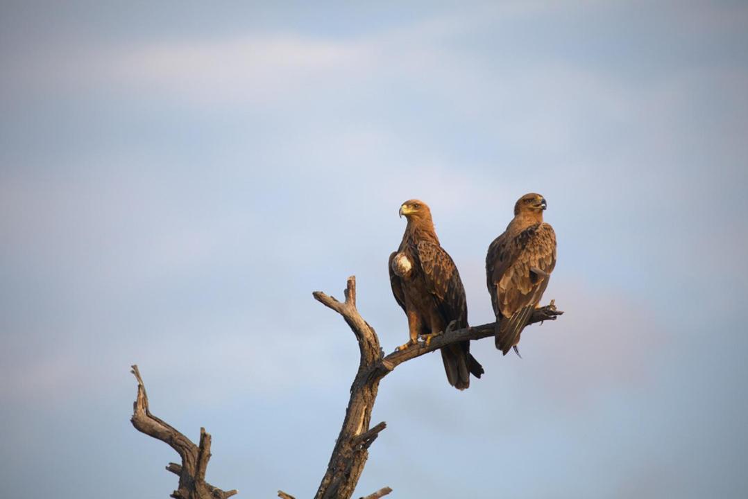 Imagine Africa Luxury Tented Camp Balule Game Reserve Eksteriør bilde