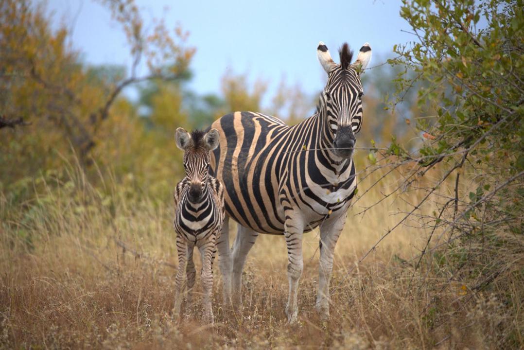 Imagine Africa Luxury Tented Camp Balule Game Reserve Eksteriør bilde