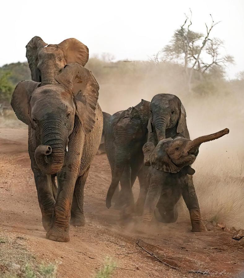 Imagine Africa Luxury Tented Camp Balule Game Reserve Eksteriør bilde